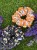 IMG_3327.jpeg