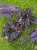 IMG_3384.jpeg